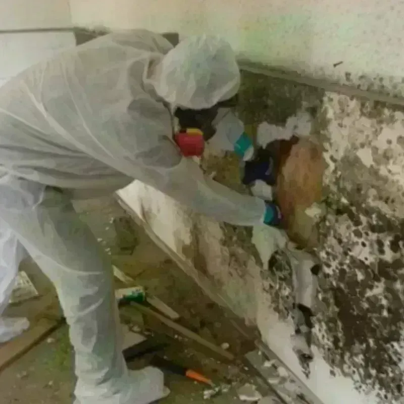 Mold Remediation and Removal in Jenison, MI